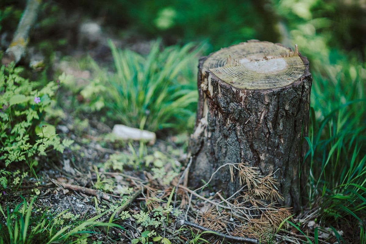 stump grinding services