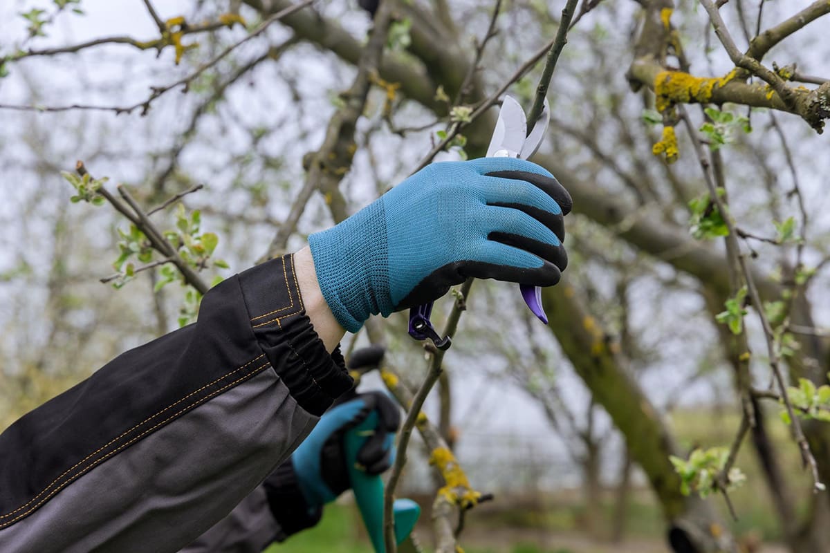 trimming & pruning services